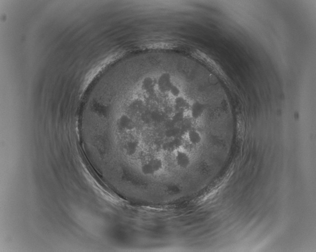 X0000065980725200603061214