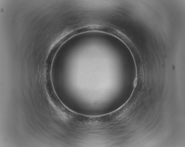 X0000065980730200603061214