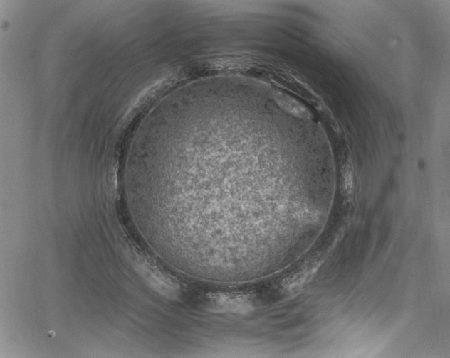 X0000065980733200603061214