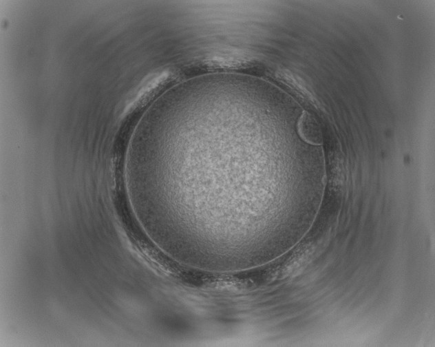 X0000065980738200603061214