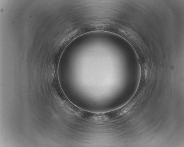 X0000065980752200603061214