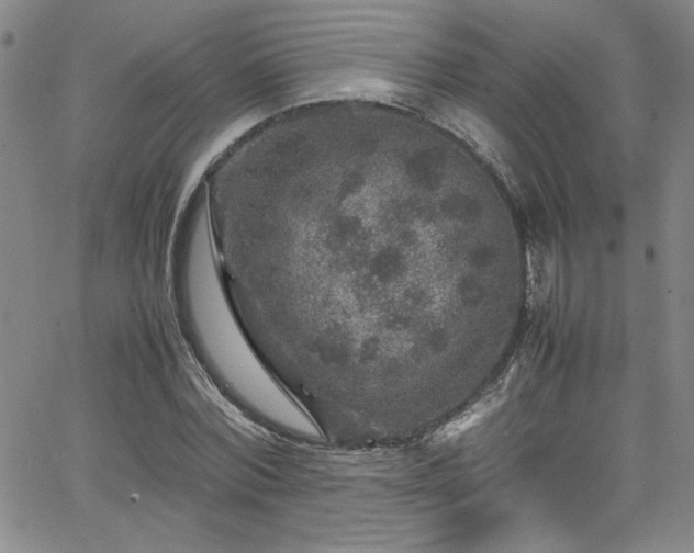 X0000065980780200603061213