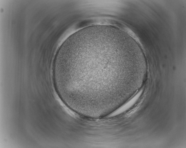 X0000065980803200603061213