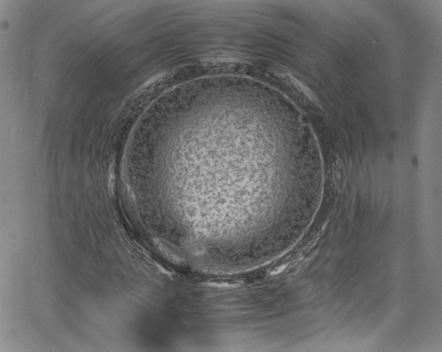 X0000065980821200603061212