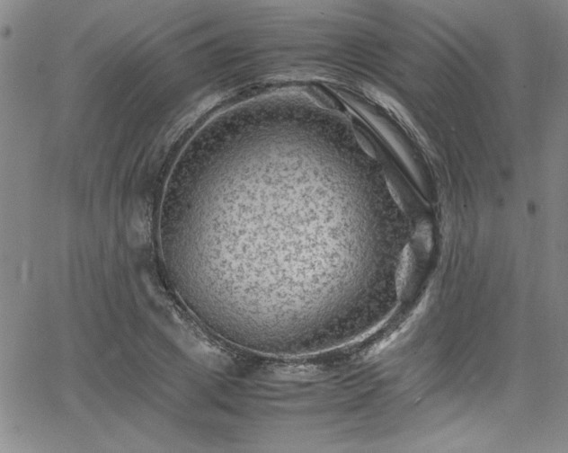 X0000065980833200603061212