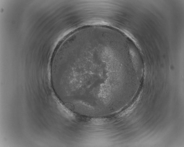 X0000065980840200603061212