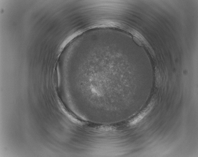 X0000065980842200603061212