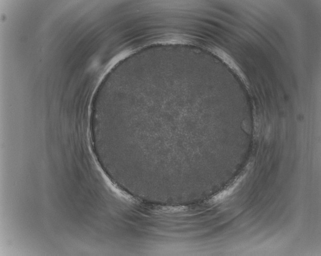 X0000065980845200603061212