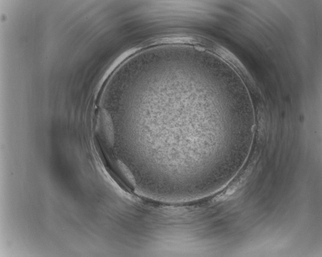 X0000065980852200603061212