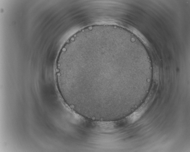 X0000065980856200603061213