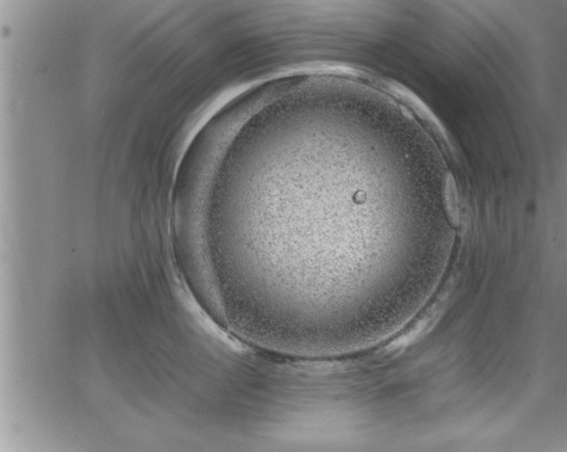 X0000065980860200603061213