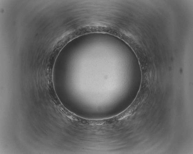 X0000065980870200603061212