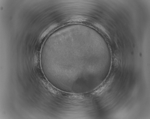 X0000065980874200603061212