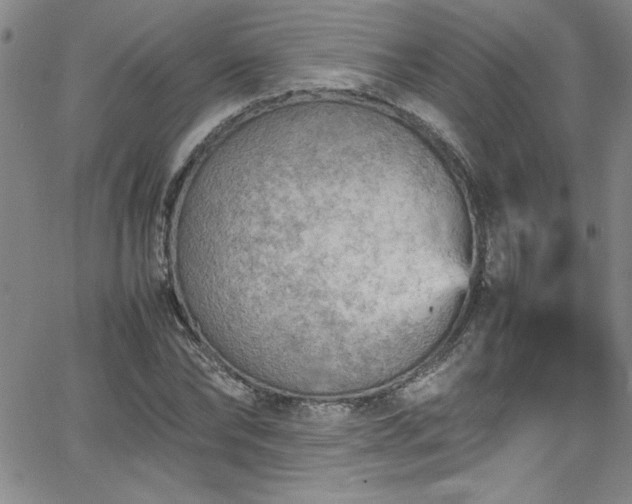 X0000065980878200603061212