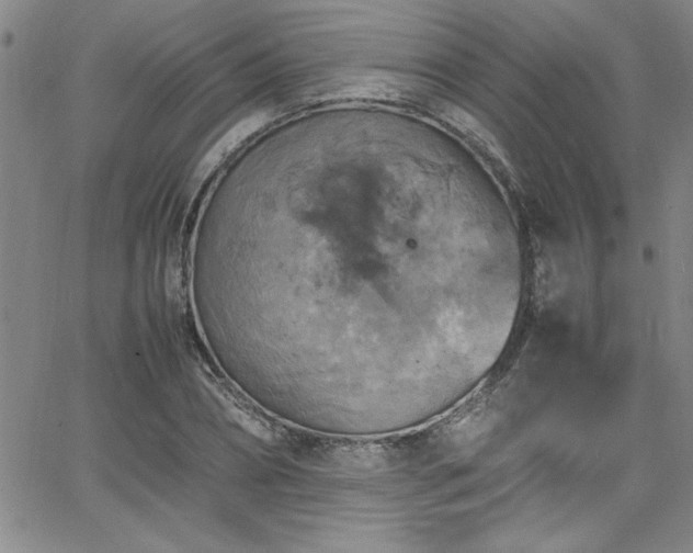 X0000065980882200603061212