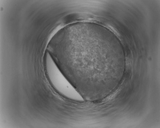 X0000065980891200603061211