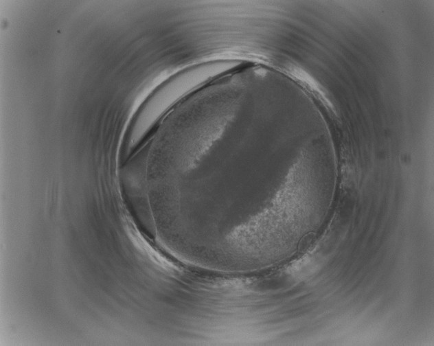 X0000065980892200603061211