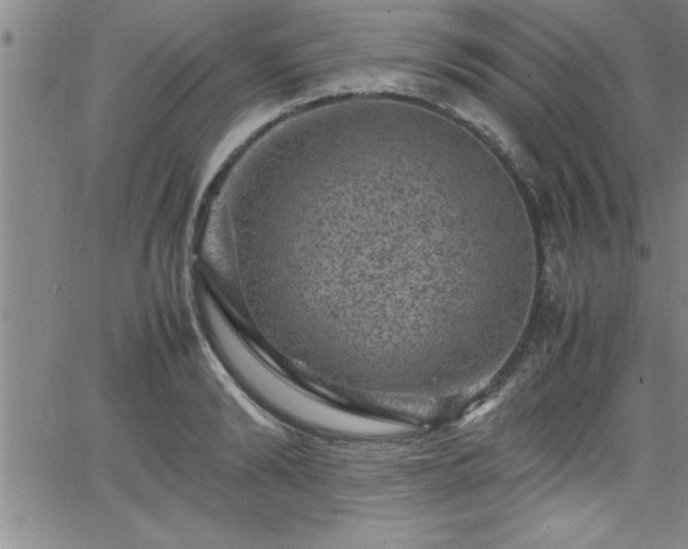 X0000065980894200603061211