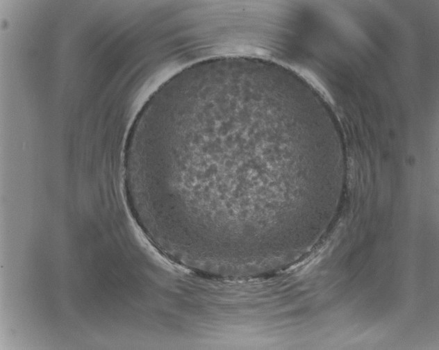 X0000065980895200603061211