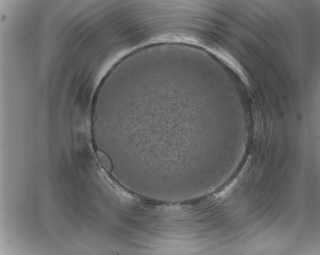 X0000065980896200603061211