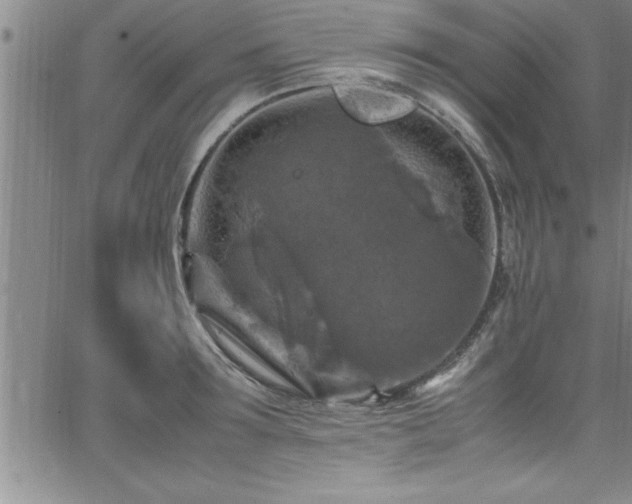 X0000065980899200603061211