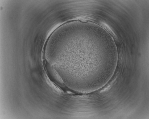 X0000065980900200603061211