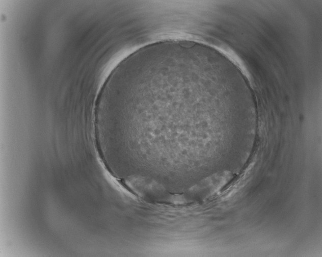 X0000065980903200603061211