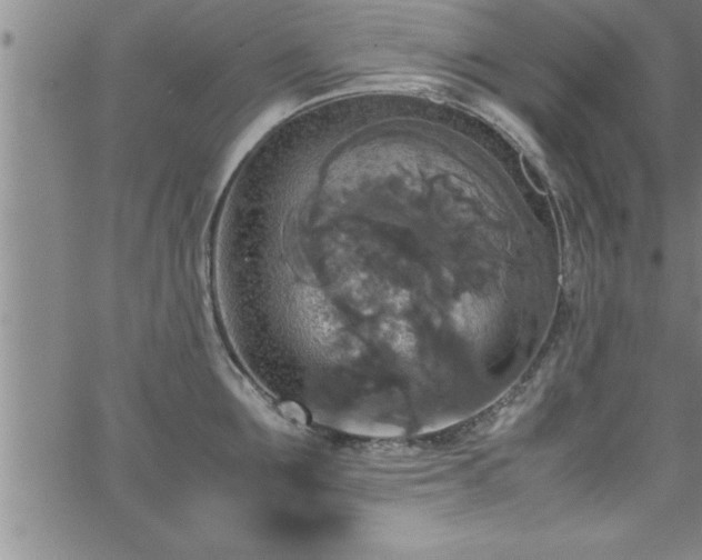 X0000065980907200603061211