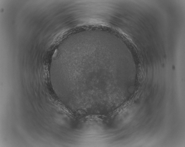 X0000065980918200603061210