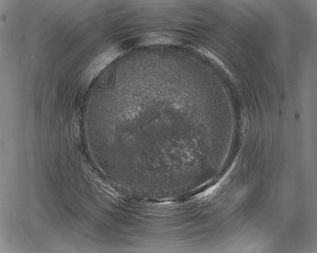 X0000065980921200603061210