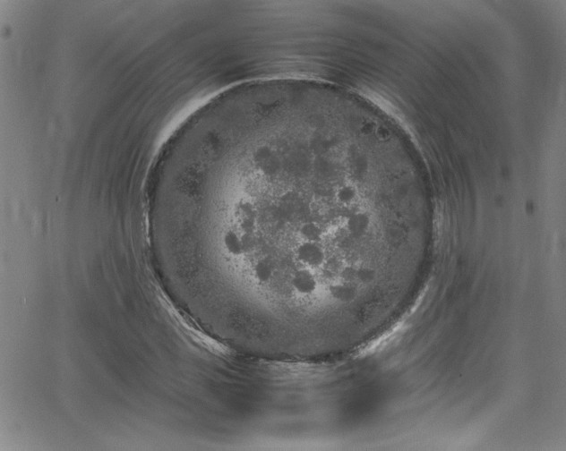 X0000065980925200603061211