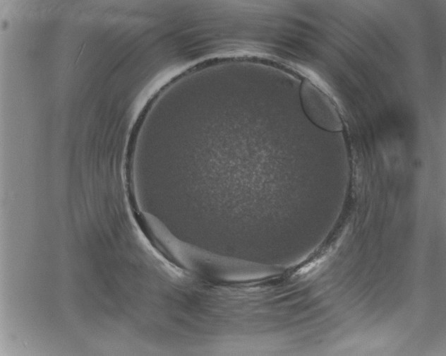 X0000065980943200603061211