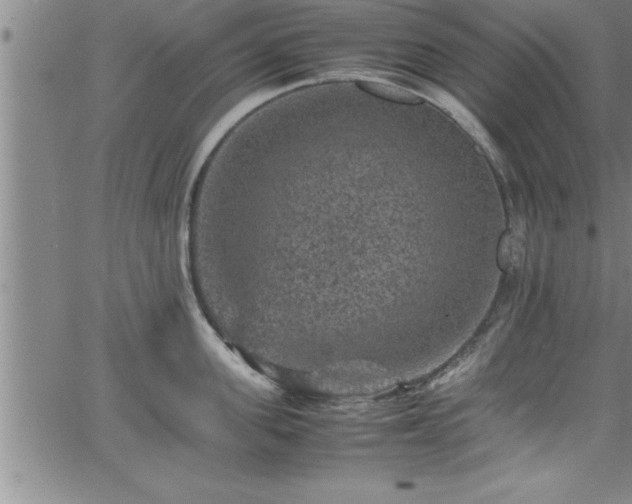 X0000065980955200603061211