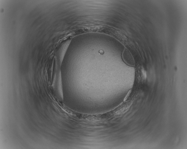 X0000065980962200603061210