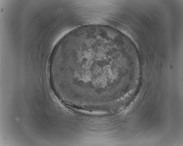 X0000065980983200603061210