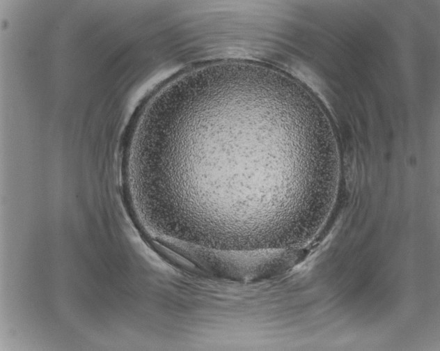 X0000065980987200603061210