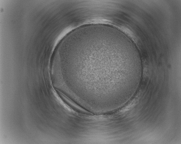 X0000065980990200603061210