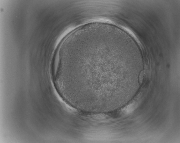 X0000065980999200603061210