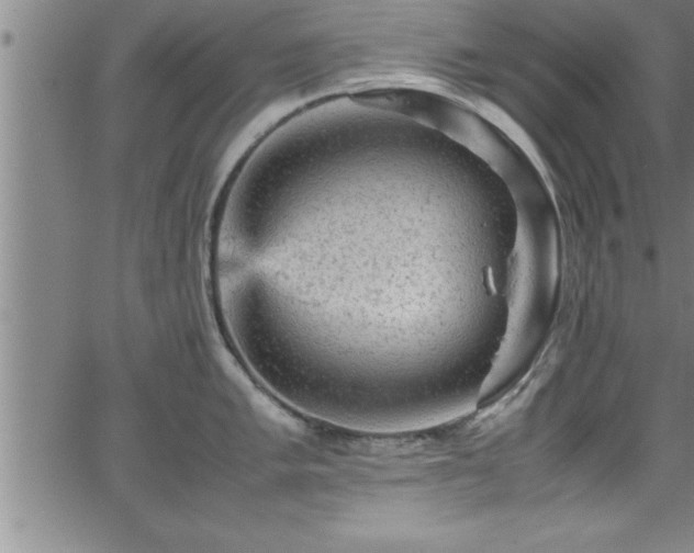 X0000065981005200603061210