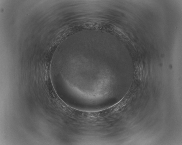 X0000065981013200603061209