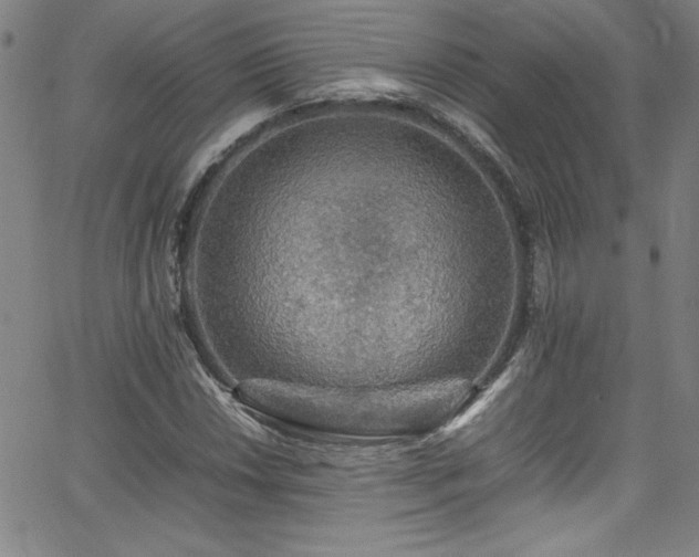 X0000065981018200603061209