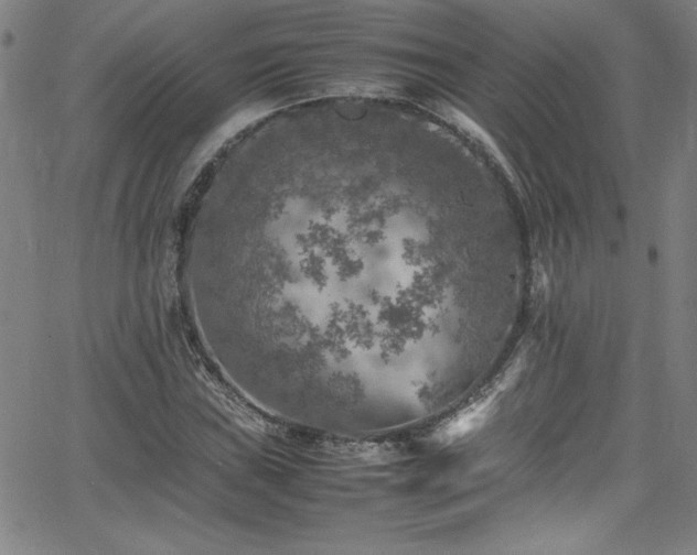 X0000065981019200603061209