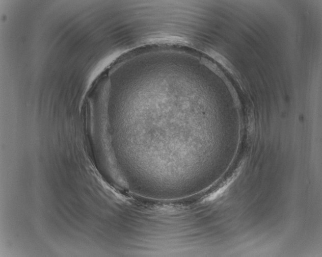 X0000065981022200603061209