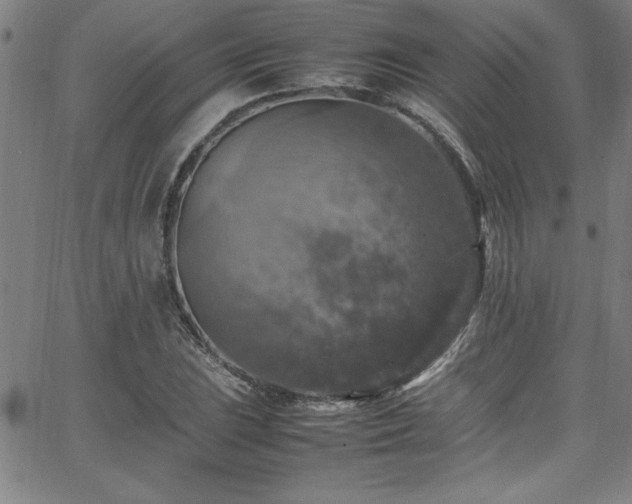 X0000065981023200603061209