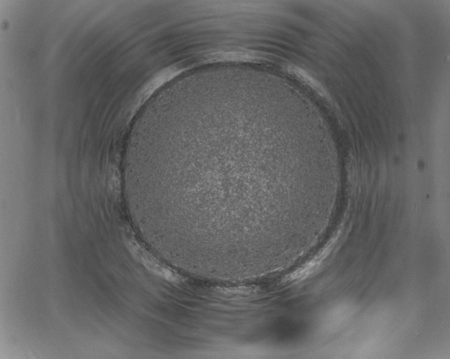 X0000065981025200603061209