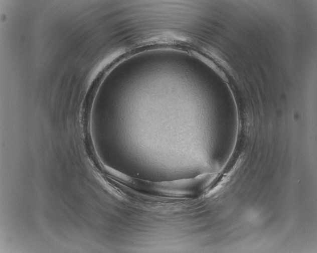 X0000065981026200603061209