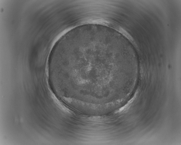 X0000065981028200603061209