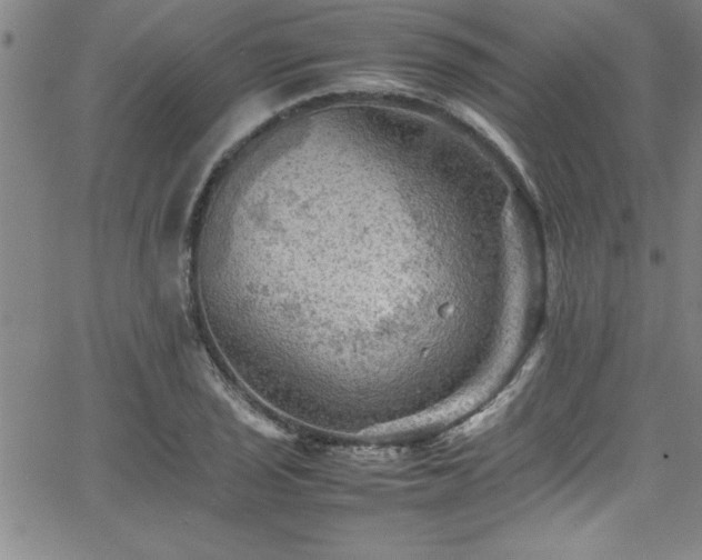 X0000065981029200603061209