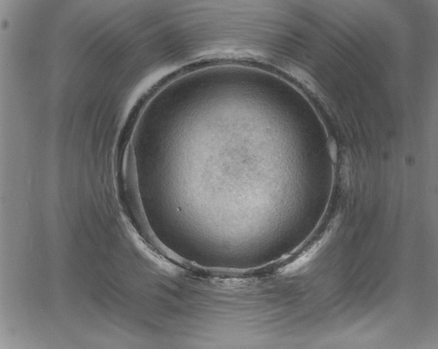 X0000065981030200603061209