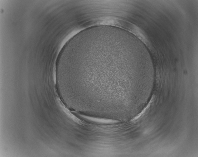 X0000065981036200603061209